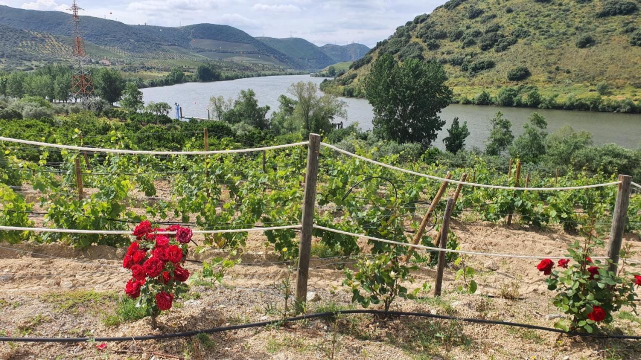 Olhares Do Douro Guest House Torre De Moncorvo Bagian luar foto
